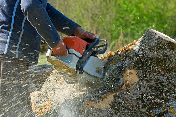 Best Commercial Tree Removal  in Independence, MO